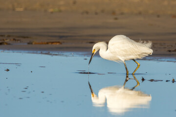USA, California, San Luis Obispo County. Snowy egret reflects in ocean water.