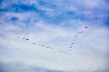 birds in the sky