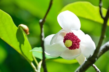 オオヤマレンゲの白く艶やかな花が咲く