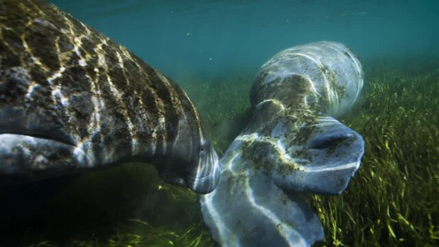 Manatees underwater
