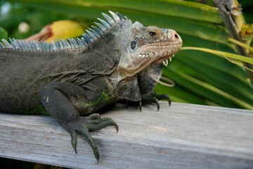 Iguana portrait, St Barth, Caribbean 