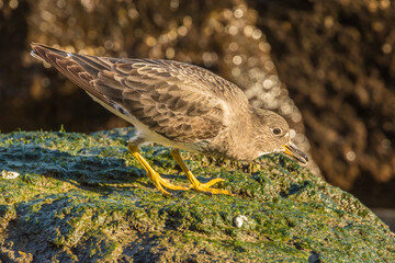 USA, California, San Luis Obispo County. Surfbird on rock.