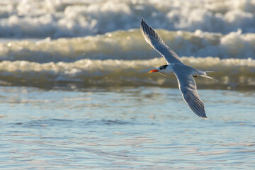 USA, California, San Luis Obispo County. Royal tern in flight.