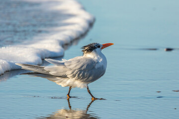 USA, California, San Luis Obispo County. Royal tern on shore.