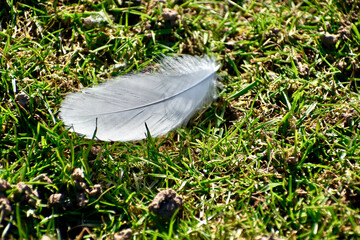 Closeup of a white feather on the grass