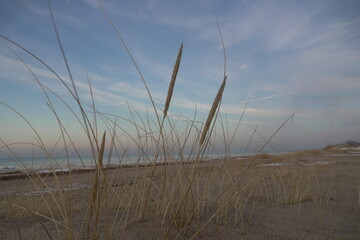 grass on the beach