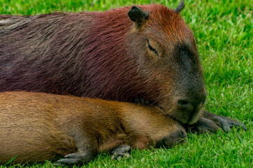 capivara