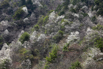 春の山裾にさき出した白い花々