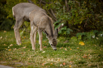 Naklejka na ściany i meble White tailed deer grazing in Waterton National Park tonwsite