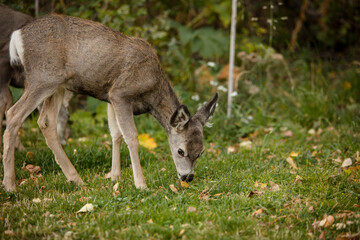 White tailed deer grazing in Waterton National Park tonwsite