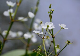 水生植物のオモダカの白い花が咲く