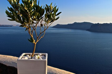 Santorini, Greece. Olive tree with the sea at the background. 