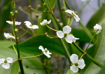 水生植物のオモダカの白い花が咲く