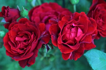 Red roses in full bloom 