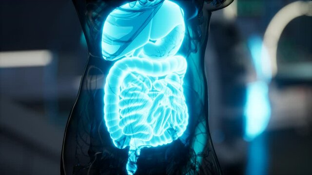 human digestive system anatomy exam in laboratory