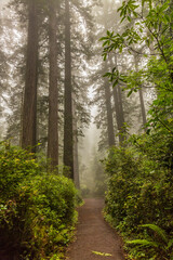 USA, California, Redwoods National and State Parks. Foggy trail in redwood forest.