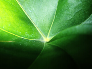 Macro shot of lack nutrient foliage