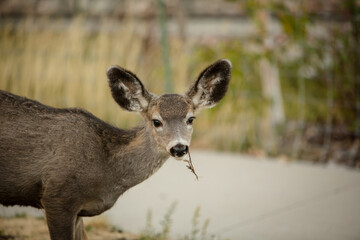 White tailed deer grazing in Waterton National Park tonwsite