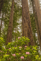USA, California, Redwoods National and State Parks. Rhododendron blossoms and redwoods.
