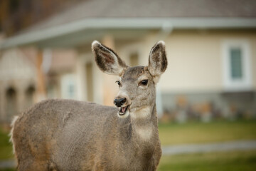 Cute white-tailed deer chewing grass