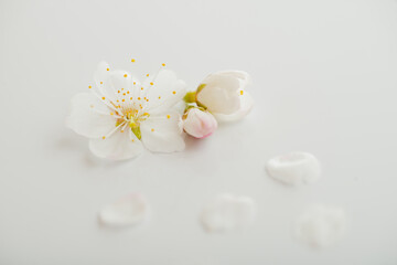 Fototapeta na wymiar 桜の花びら