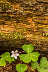 USA, California, Redwoods National and State Parks. Close-up of wood sorrel and fallen redwood tree.