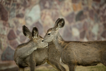 Young white-tailed deer mating ritual