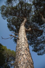 huge green  trees in the woods