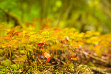 USA, California, Redwoods National and State Parks. Fungi on forest floor.