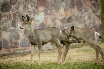 Young white-tailed deer mating ritual