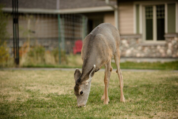 White tailed deer grazing in Waterton National Park tonwsite