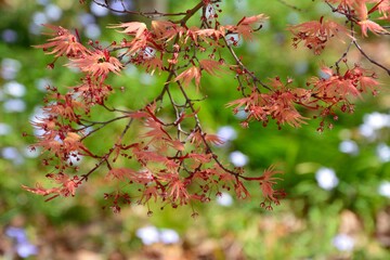 春の楓に花と羽のような新しい葉