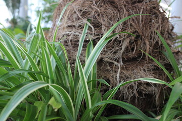 bright juicy green grass plants in the garden