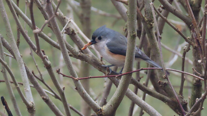 Tufted titmouse Feeding 2