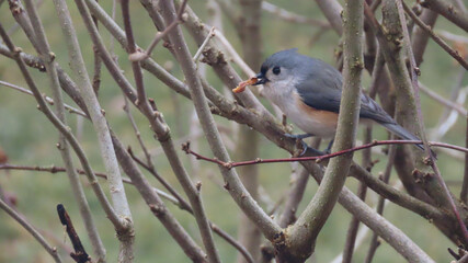 Tufted Titmouse Feeding 1