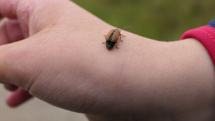 Bug insect sitting on a hand in the countryside