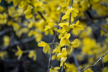 レンギョウの枝と花をアップ／Forsythia suspensa