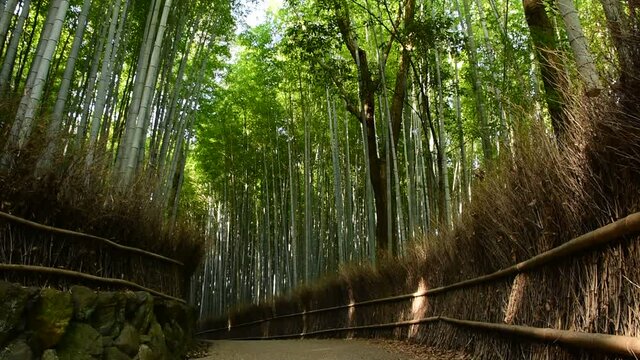 京都嵐山　竹林の小径