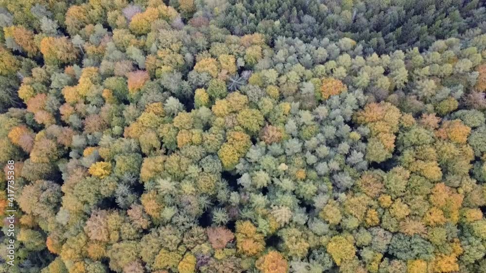 Sticker Bunter Wald im Herbst mit vielen verschiedenen Farben