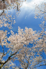 Cherry Blossoms and open sky in  Washington D.C.