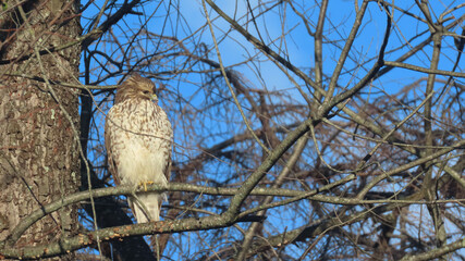 Red Shouldered Hawk in Tree