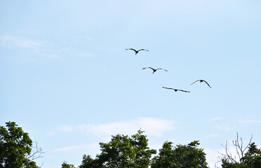 Four Flying Geese
