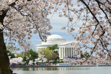 Cherry Blossom Festival in  Washington D.C. - Cherry blossoms and Jefferson Memorial