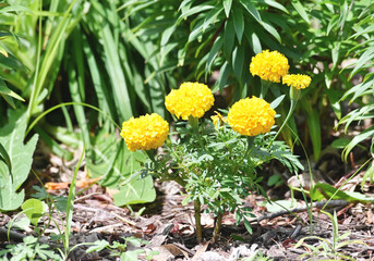 Small Marigold Plant