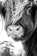 Black and white closeup of a highland cowâ€™s calm and sad face covered in thick hair.