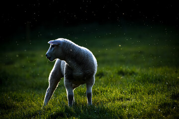 Selective focus backlight shot of a small lamb