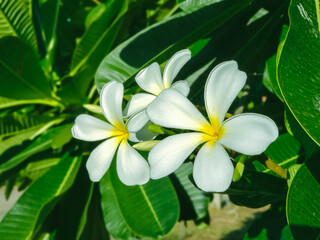 Fototapeta na wymiar Beautiful frangipani or plumeria flowers in bright sun shine, Thailand also called Leelawadee, temple flower, Lantom and 