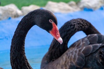 Obraz premium black swan on the water
