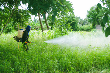 Sung noen, Korat / Thailand - July 4, 2018 : Man using hand-applied herbicides or herbicide application with a backpack sprayer to spray on the grass, weed-killing or weed control. - obrazy, fototapety, plakaty