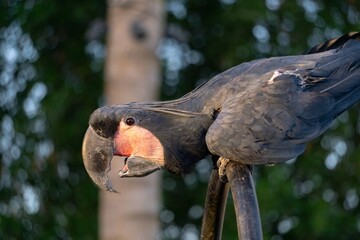 parrot in the zoo